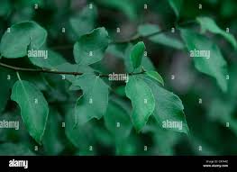 Image result for Ehretia obtusifolia