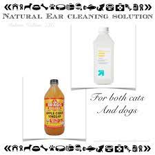 Can witch hazel heal a stye? Pin On Sexy Beast Pet Salon