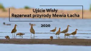 Linia brzegowa zmienia się tutaj z dnia na dzień. Ujscie Wisly Rezerwat Przyroda W Obiektywie Piotra
