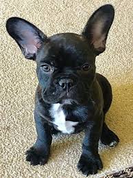 Frenchtons are exploding in popularity. Columbus Oh French Bulldog Meet Oliver A Pet For Adoption