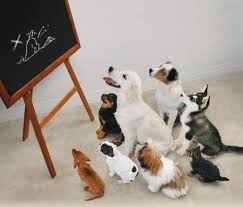 Puppy School Puppy School Puppy Biting House Training Dogs