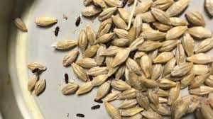 You can identify a possible rodent infestation through signs such as visual sightings, gnawing sounds, droppings, gnawing of wires and. Signs Of Insect Infestation In Grain Storage Bins