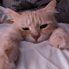 Ide Oleh Anesa Pada Cats Kucing Cantik Bayi Hewan Humor Hewan