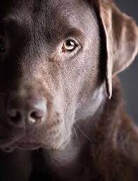 Now, it is our time to check names inspired by famous characters from cartoons, films, and tv shows.these characters also share traits that are present in labrador retrievers, and therefore, you will find our top picks below. Chocolate Lab Names Sweet Names For Female Or Male Labrador Retriever Dogs Chocolate Lab
