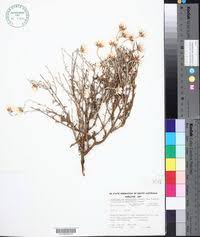 Image result for Anisopappus paucidentatus