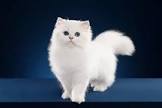 funny amimals tvs