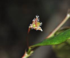 Image result for Phyllanthus zornioides