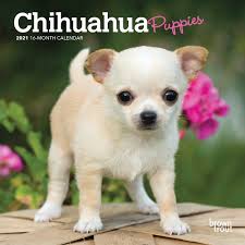 The teacup chihuahua (a.k.a micro chihuahua, mini chihuahua, and miniature chihuahua) is when getting a miniature chihuahua, make sure you're not encouraging these practices as they are. Chihuahua Puppies Mini Calendar 2021 At Calendar Club