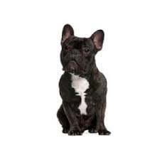 Hurry up and click here to see more information about this frenchie. French Bulldog Puppies Petland Chicago Ridge