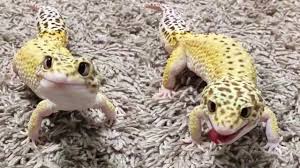 Cute Leopard Gecko Longing For Treats Youtube Check out our kawaii leopardgecko selection for the very best in unique or custom, handmade pieces from our shops. cute leopard gecko longing for treats