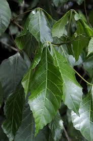 Image result for Allophylus congolanus