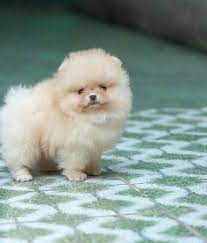 Perros De Raza Pomerania En Mercado Libre Argentina Pomerania De La Sonrisa Criamas Pomerania Curiosidades Cuidados Y Caracteristic Animal Lover Pets Animals