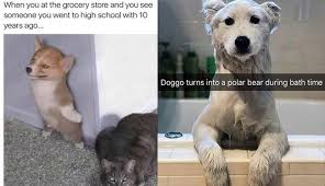 Just 20 Fresh Animal Memes That Are Way Too Funny To Miss Animal Memes Animals Cat Memes