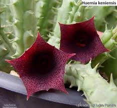 Image result for Huernia