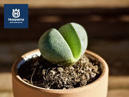 Jardín de cactus jardineria y plantas flores raras suculentas flor de cactus tipos de plantas plantas exóticas kalanchoe daigremontiana cactus y suculentas. Todo Lo Que Debes Saber Sobre Los Cactus Plantas De Moda En Decoracion