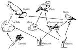 Easy Owl Food Chain