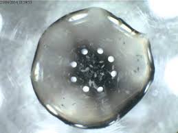 Image result for drop of seawater microscope