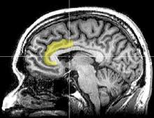 In the brain, a mindset is associated with neurons and neural pathways. Brain Activity And Meditation Wikipedia
