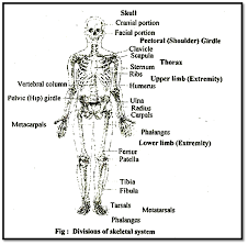 The human skeletal system consists of bones, cartilage, ligaments and tendons and accounts for about 20 percent of the body weight. Biology Skeletal System Askiitians