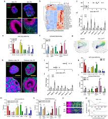 Multiscale 3D phenotyping of human cerebral organoids | Scientific Reports