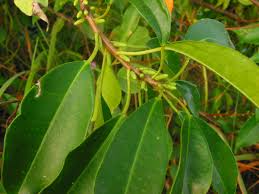 Image result for Excoecaria