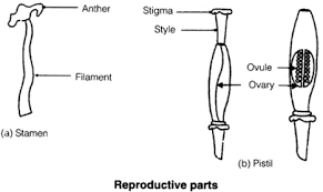 Pin On Ncert Solutions For Class 7 Science
