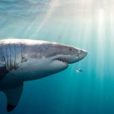 Continue reading to learn more! Six Of The 10 Unprovoked Shark Attack Deaths Last Year Were In Australia Sharks The Guardian