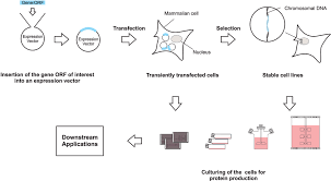 Cell culture media generally comprise an appropriate source of energy and compounds which regulate the cell cycle. Recombinant Protein Production In Mammalian Cell Culture Springerlink