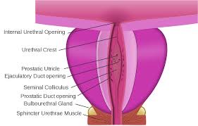 Urethral Sphincters Wikipedia