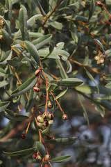 Image result for Ozoroa paniculosa