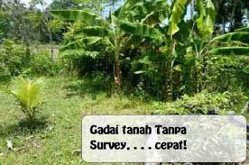 Ikuti langkahnya biar mudah dan cepat cair. Syarat Gadai Sertifikat Tanah Di Bank Bri Terkait Bank