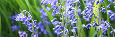 Flowers 4 u helping hand. How To Grow And Care For Bluebells Lovethegarden