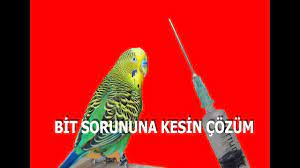 muhabbet kusu bit sorununa kesin cozum youtube