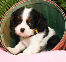 Maybe you would like to learn more about one of these? Brave Cavalierkingcharlesspaniel King Charles Cavalier Spaniel Puppy Cocker Spaniel Breeders Puppies