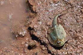 Image result for Tridactyle tricuspis