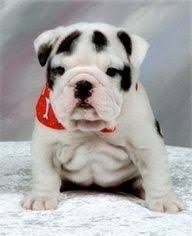 The french bulldog resembles a bulldog in a miniature form. French Bulldog Dalmatian Mix Shop For Your Cause