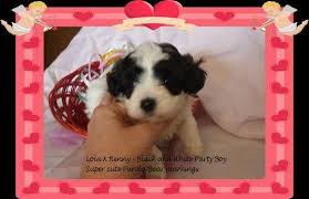 Maltipoo puppies males and females. Maltipoo Pets And Animals For Sale Michigan