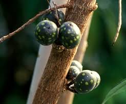 Image result for Ficus ottoniifolia