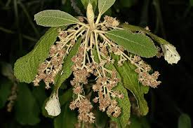 Image result for Tarchonanthus trilobus