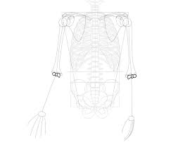 Learning skeletal anatomy drawing and how to draw the anatomy effectively means having information presented in a logical and coherent way. How To Draw A Skeleton Step By Step
