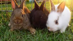 Rabbits Page 2 For Sale Ads Free Classifieds Baby Rabbits For Sale Real Unicorn Rabbits For Sale