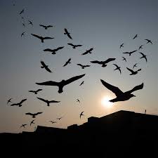 Shadow Birds Flying In The Sky Images The Birds Bird Silhouette Silhouette Photography Shadow Silhouette