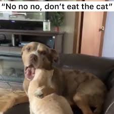 Use the buttons to view all 20 images. Fun Cat Videos And Clips On Instagram But He Looks So Delicious Please Follow Just Cat Laughs Please Foll Funny Animals Funny Animal Videos Cute Animals