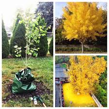 We did not find results for: Ginkgo Autumn Gold Best Kept Secrets Revealed Pretty Purple Door