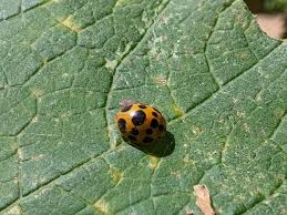 Information on mexican bean beetles including its life cycle, control methods, habitat, physical description and alternative names. How To Get Rid Of Squash Lady Beetles Cooped Up Life