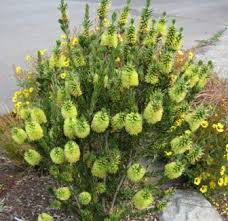 Image result for Callistemon