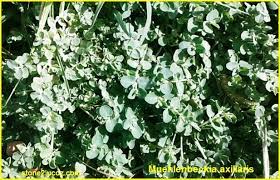 انواع نبات موهلنبكية muehlenbeckia قوائم النبات قوائم النبات معلومات نباتية وسمكية معلوماتية plants herbs
