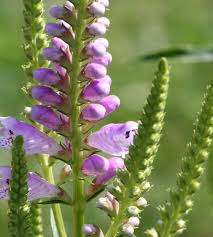 Image result for Physostegia
