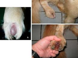 Symptoms of prostate cancer in dogs there are many different signs and symptoms. Nail Bed Cancer In Dogs Symptoms Diagnosis Solution