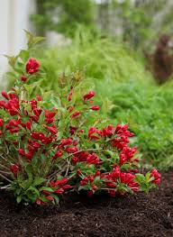Enjoy These Lipstick Red Blooms On Your Flowering Shrub In Spring And Again In Fall Sonic Bloom Red Weigela Is Hardy Flowering Bushes Flowering Shrubs Plants